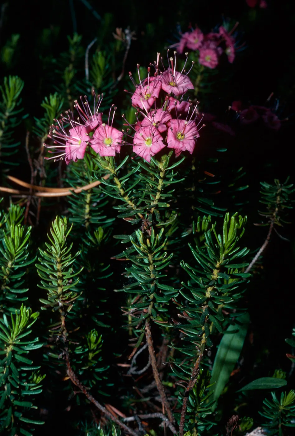Phyllodoce breweri, Sierra Heather