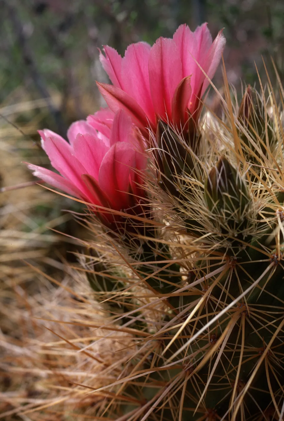 Echinocereus engelmannii, Organ Pipe Cactus National Monument, Pima County, Arizona