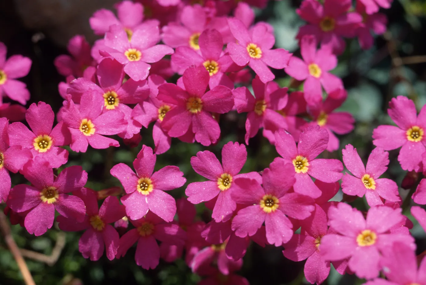 Primula suffrautescens, Lakes Basin, Plumas County