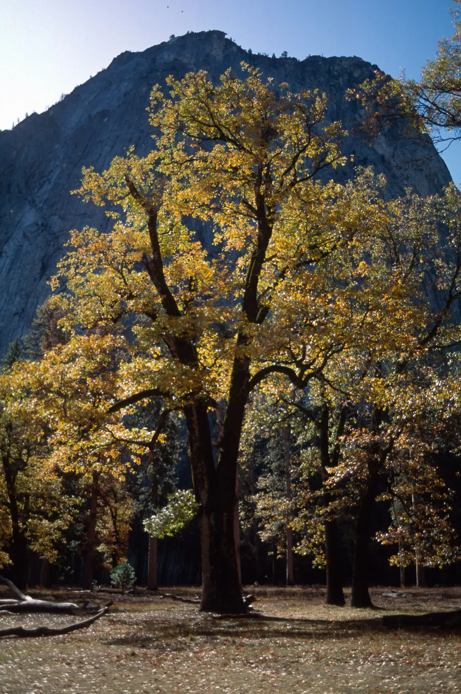 Quercus nuttallii, Yosemite Valley