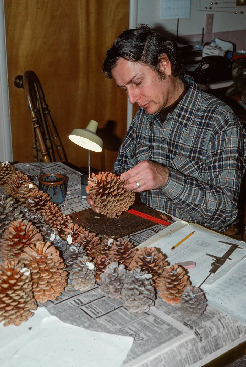Bob Haller working with pine cones