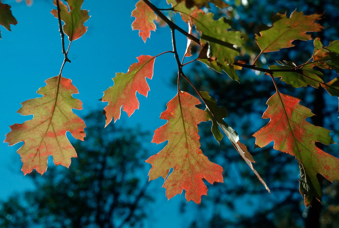Quercus kelloggii, Yosemite Valley