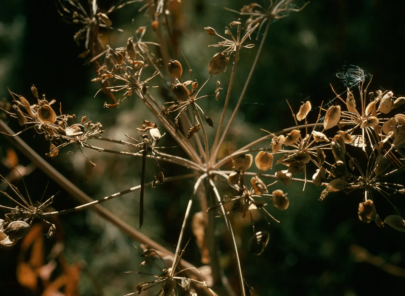 Heracleum, Valentine Camp
