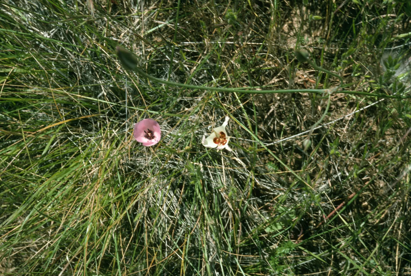 Calochortus splendens