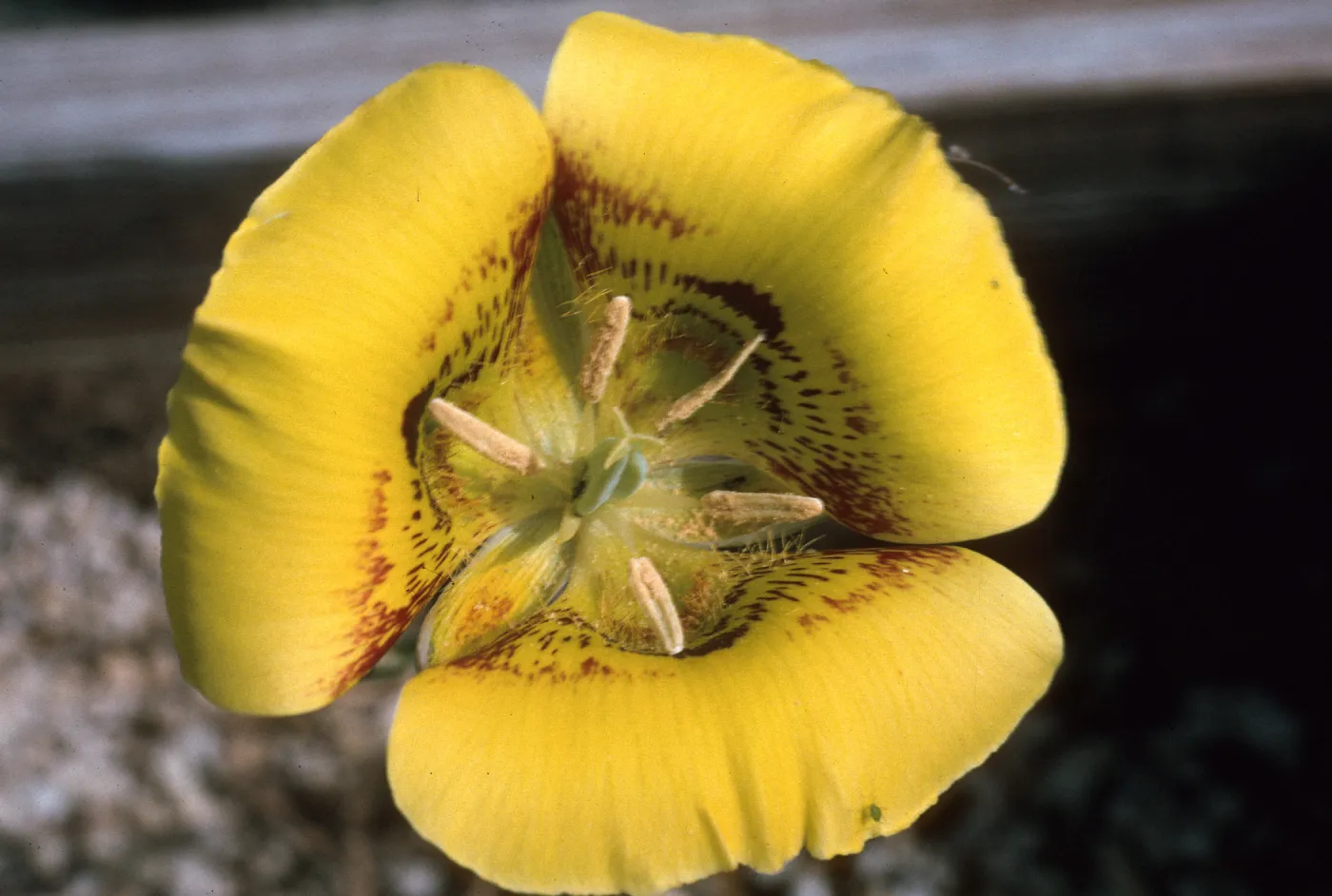 Calochortus