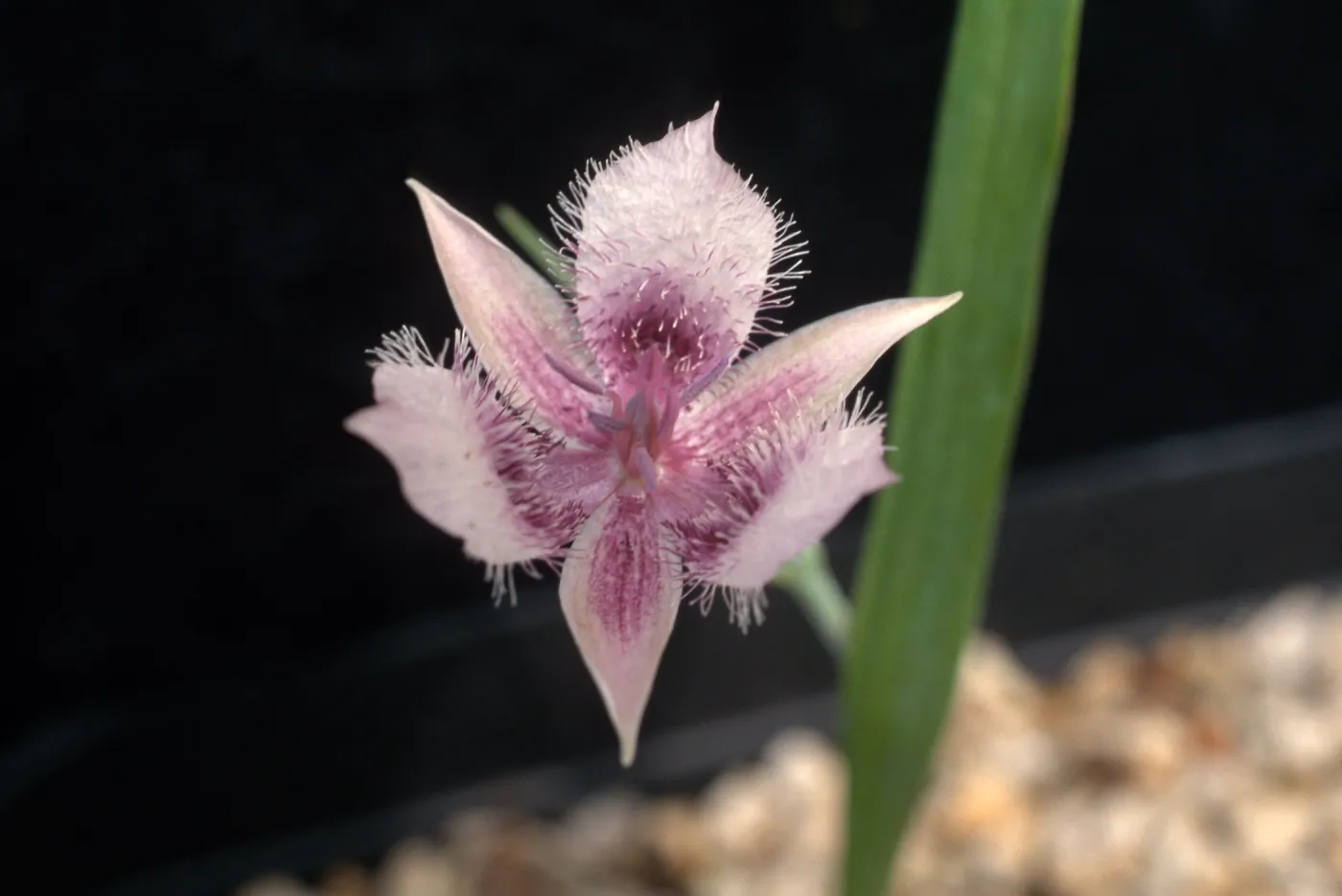 Calochortus tolmiei, cult.