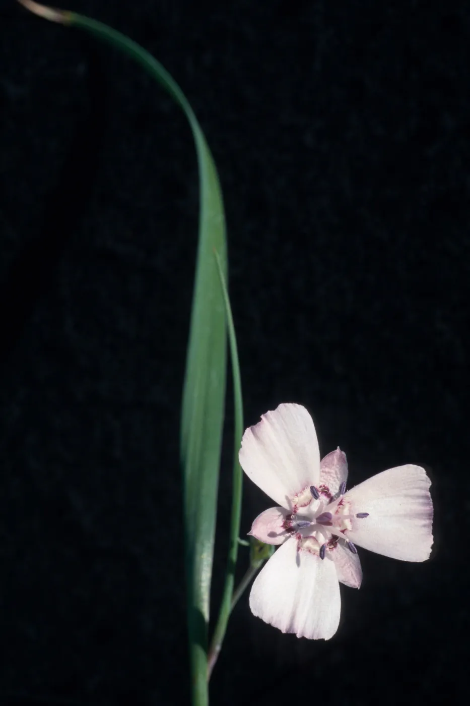 Calochortus umbellatus, cult.