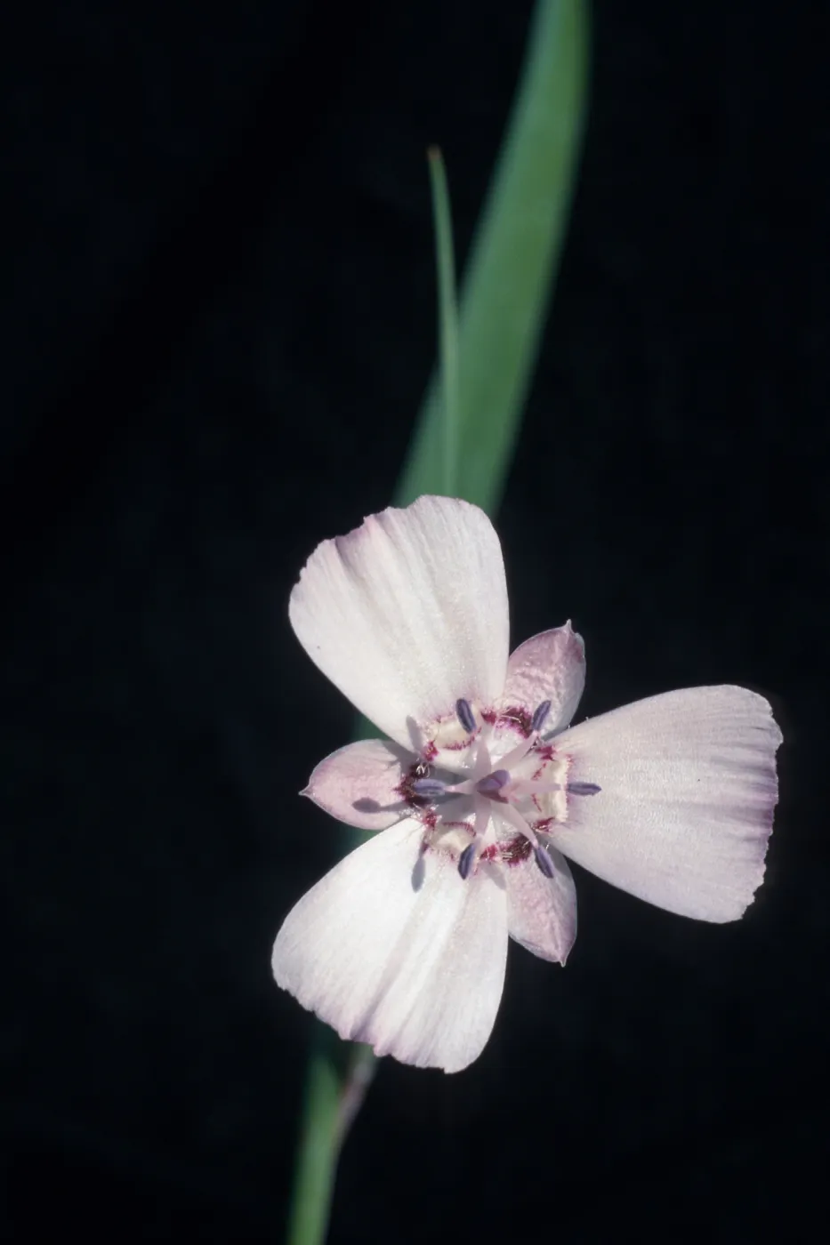 Calochortus umbellatus, cult.