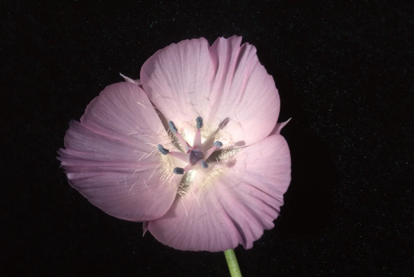 Calochortus uniflorus