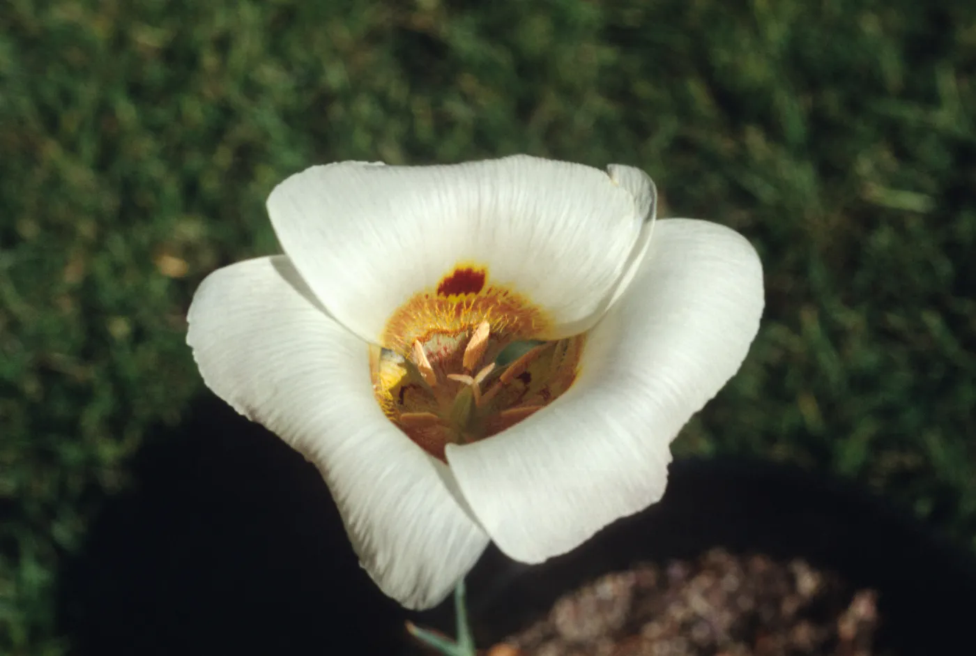 Calochortus vestae