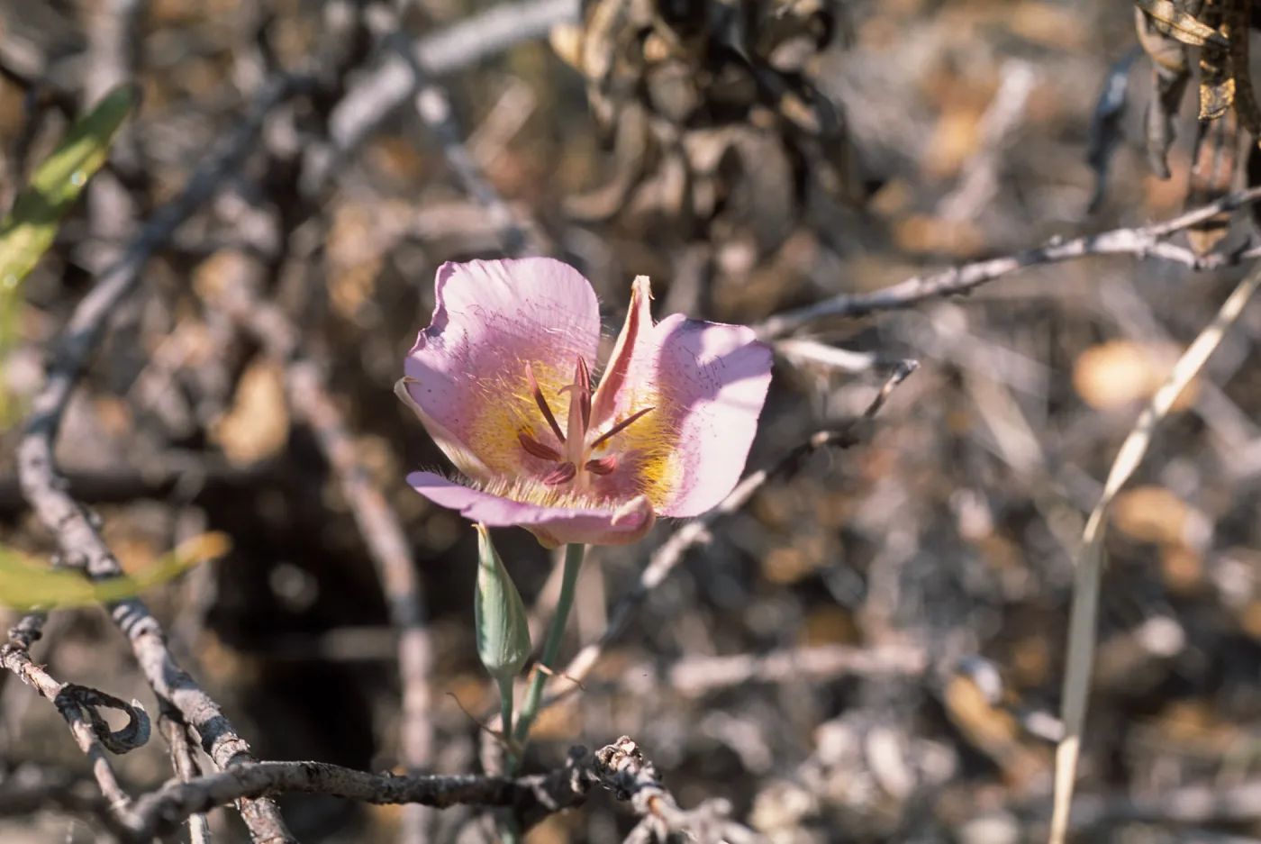 Calochortus plummerae, Angelus Oaks, San Bernardino, CA