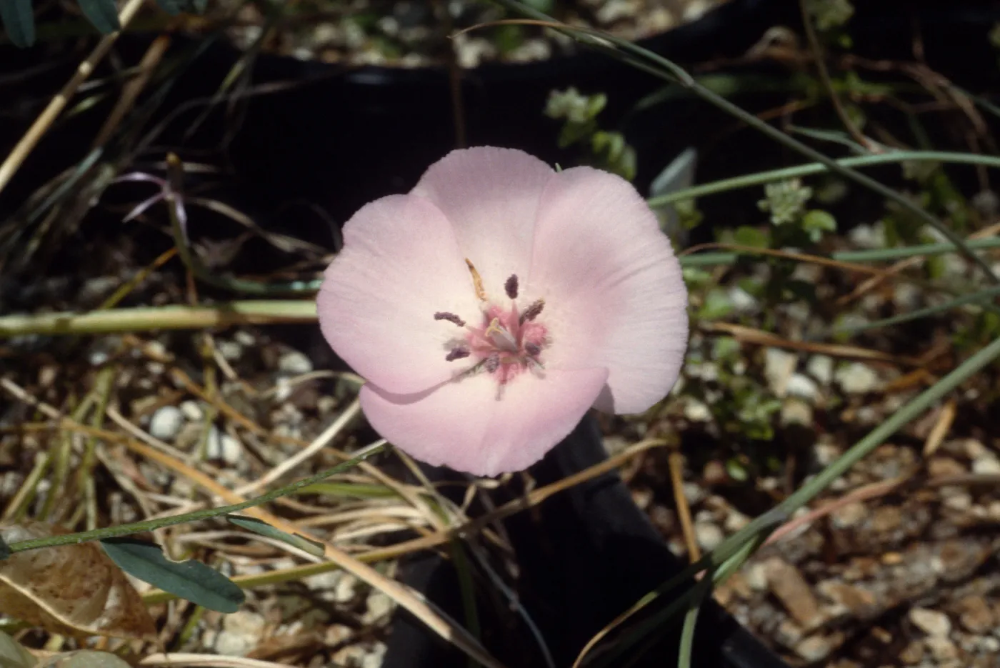 Calochortus splendens, UCI