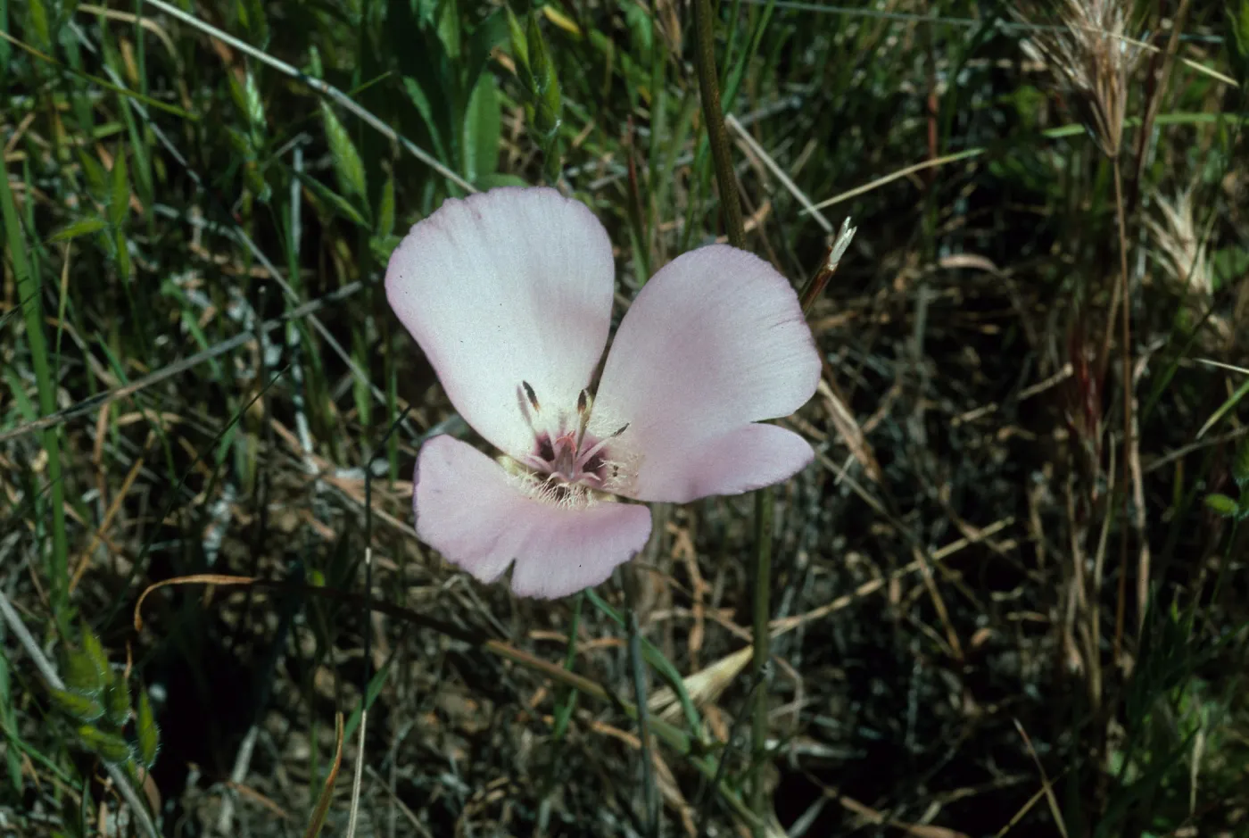 Calochortus splendens Starr Ranch, Ca