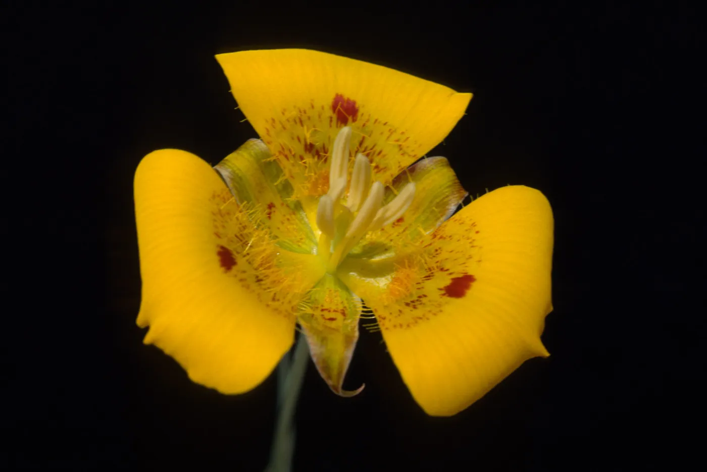Calochortus luteus