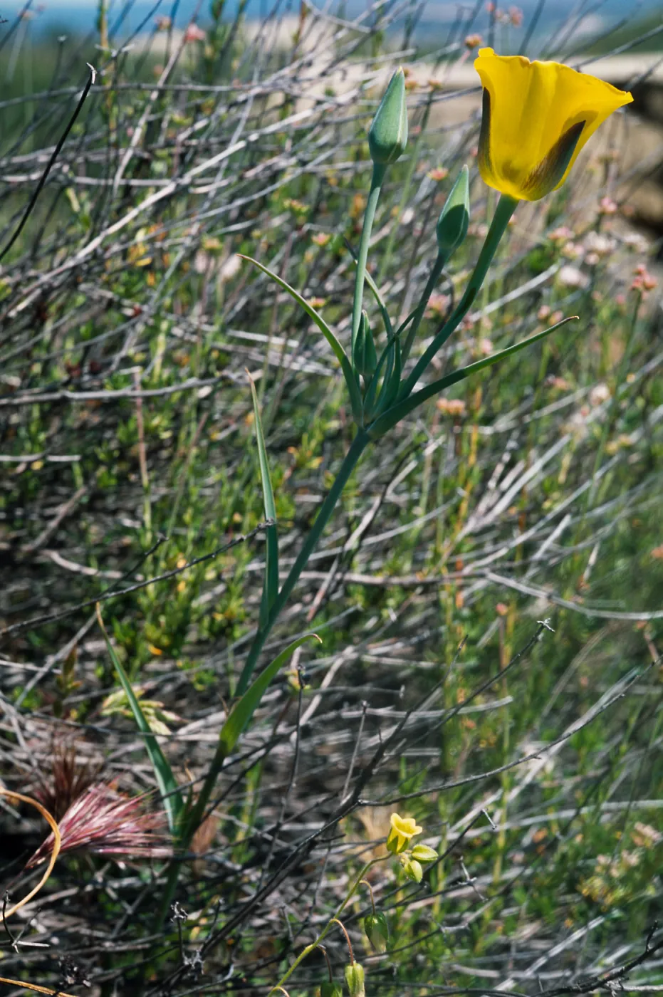 Calochortus clavatus var. gracilis