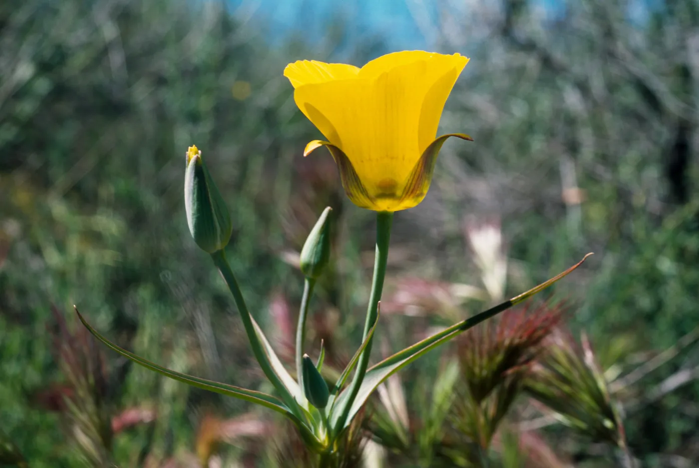 Calochortus clavatus var. gracilis , Newhall, Western Transverse Range, Newhall Ranch, west of I-5 and south of Hwy 126.