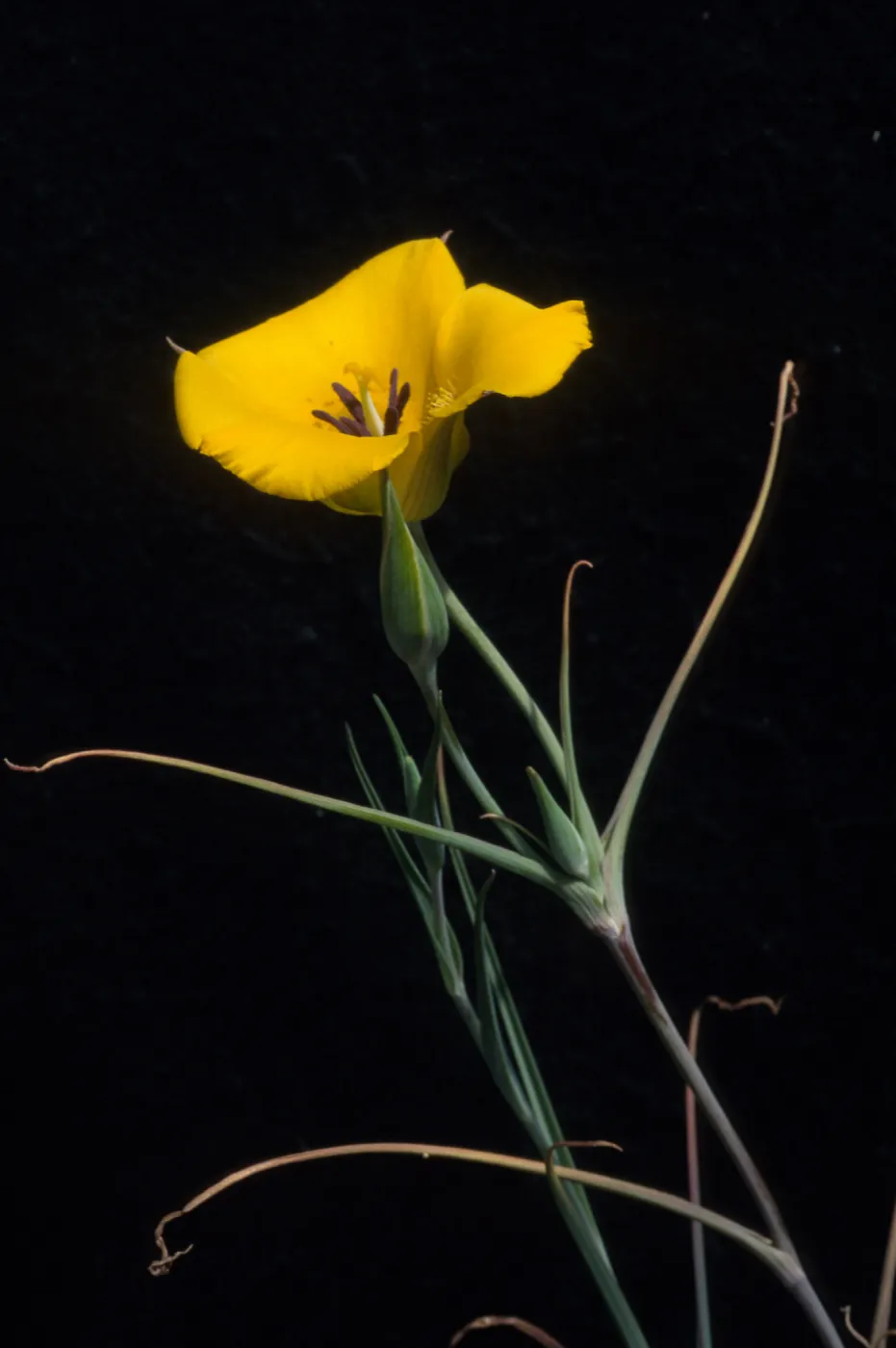 Calochortus Clavatus Var. Gracilis; Look Out Mountain Trail; Angeles National Forest; Los Angeles County