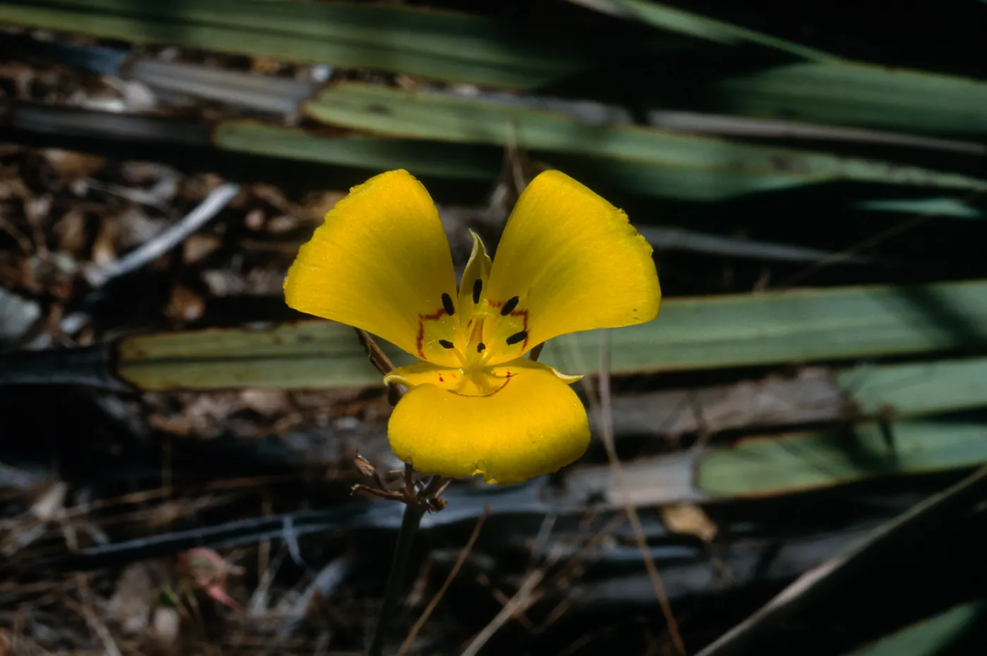 Calochortus clavatus var. gracilis; Look Out Mountain Trail; Angeles National Forest; Los Angeles County