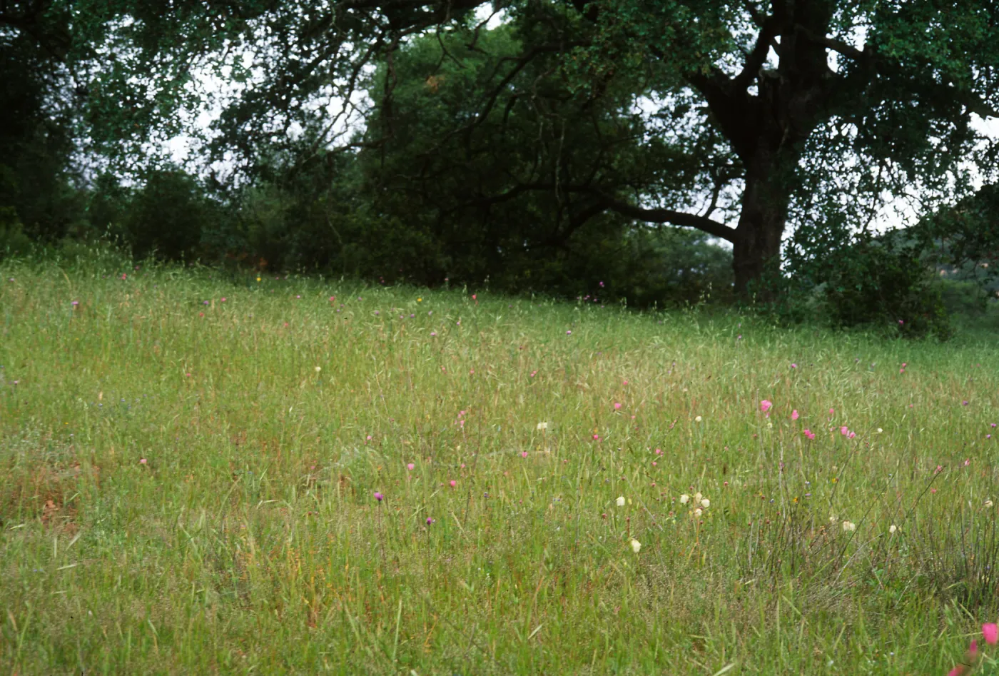Calochortus albus Habitat