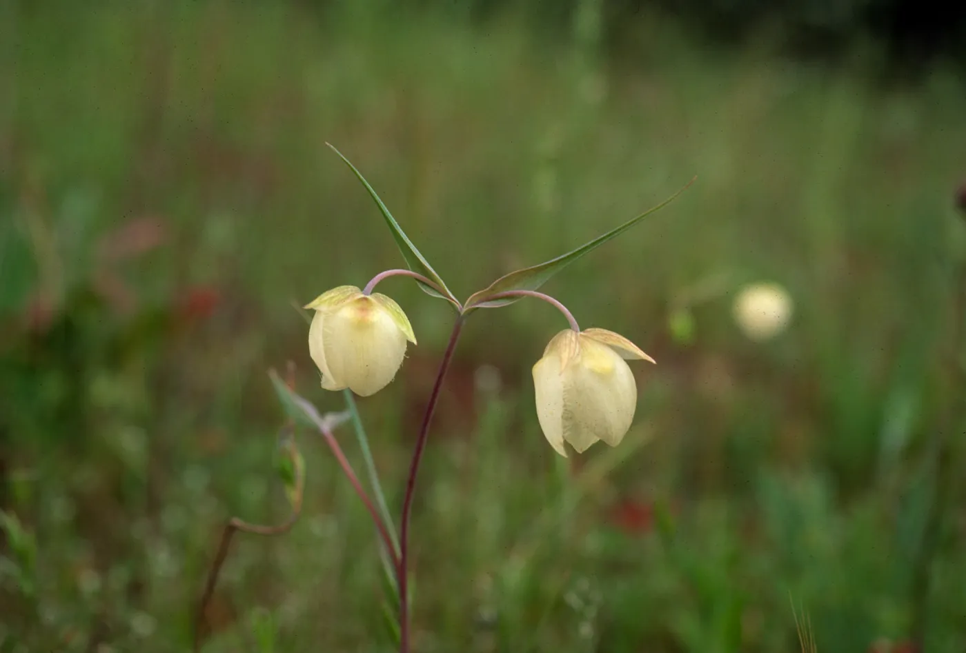 Calochortus albus 