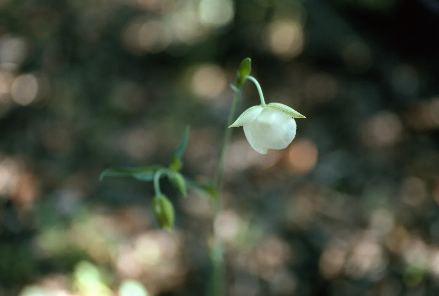 Calochortus albus, Descanso, California, San Diego County