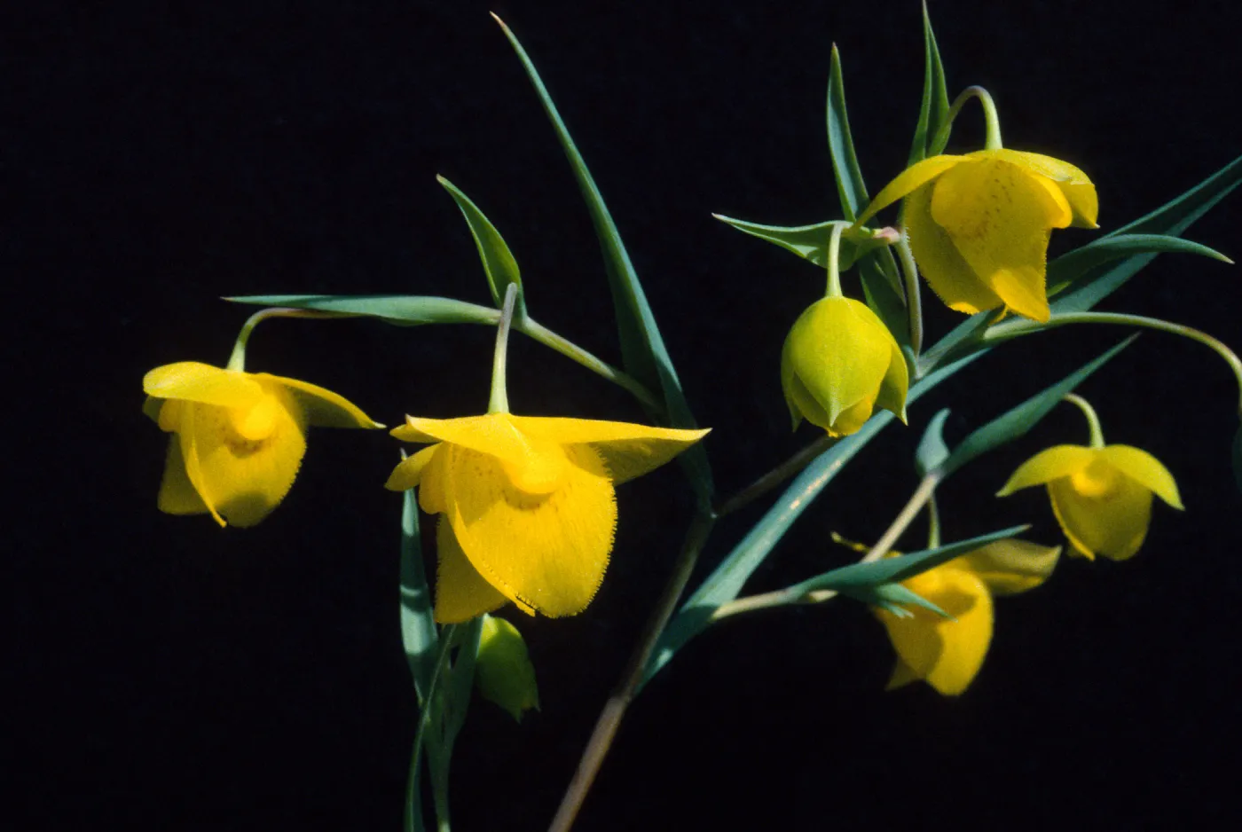 Calochortus amabilis