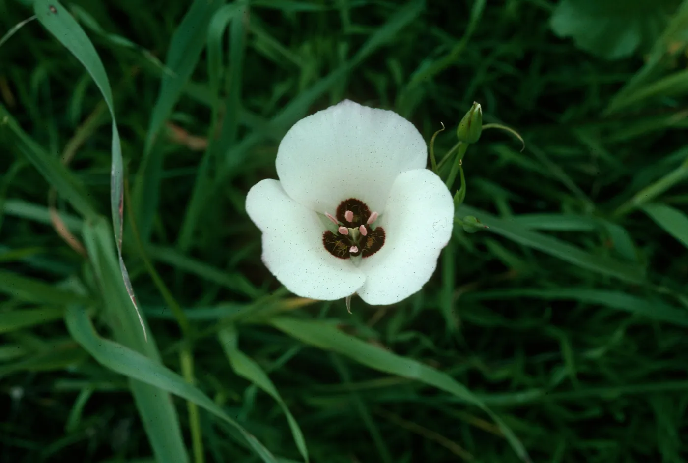 Calochortus catalinae