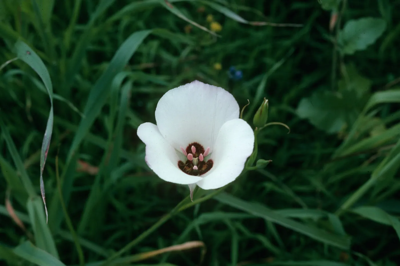 Calochortus catalinae, San Juaquin Hills, Crystal Cove State Park, south of City of Irvine on Hwy 1, Orange County