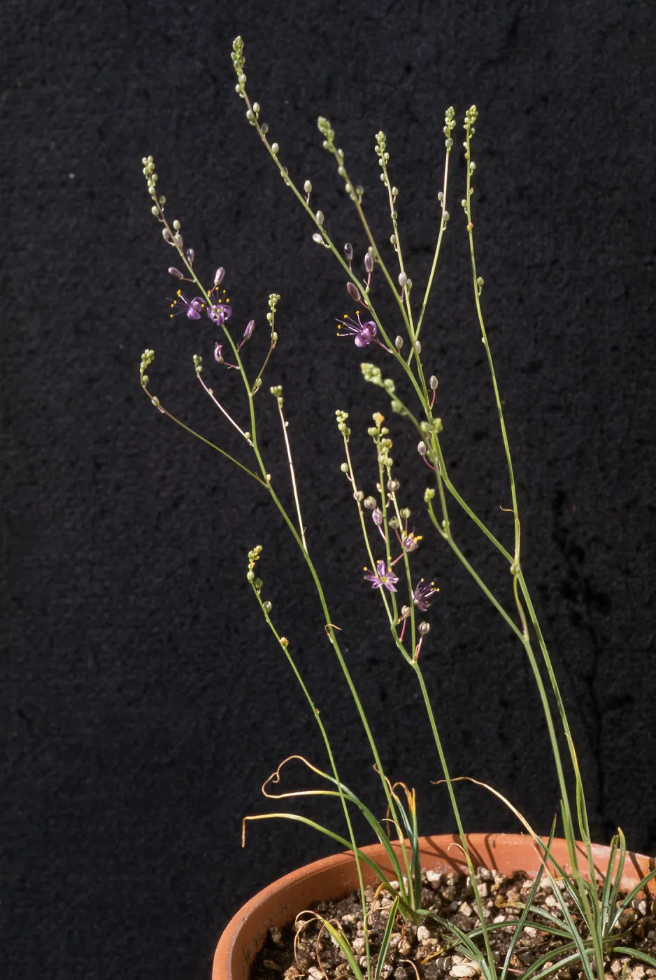 Chlorogalum purpureum Var. purpureum, cult. 
