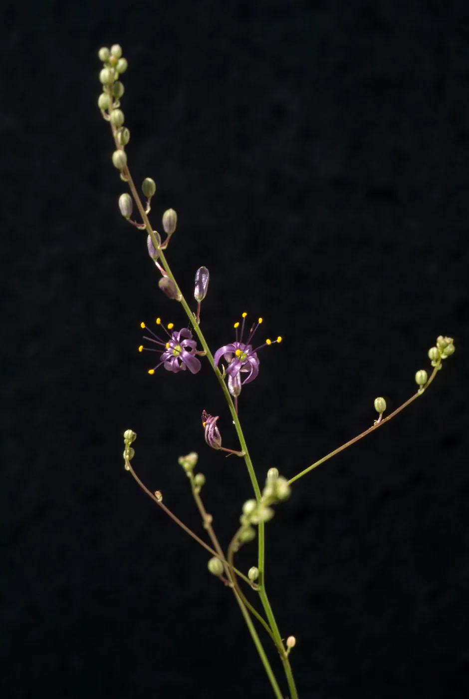 Chlorogalum purpureum Var. purpureum, cult. 