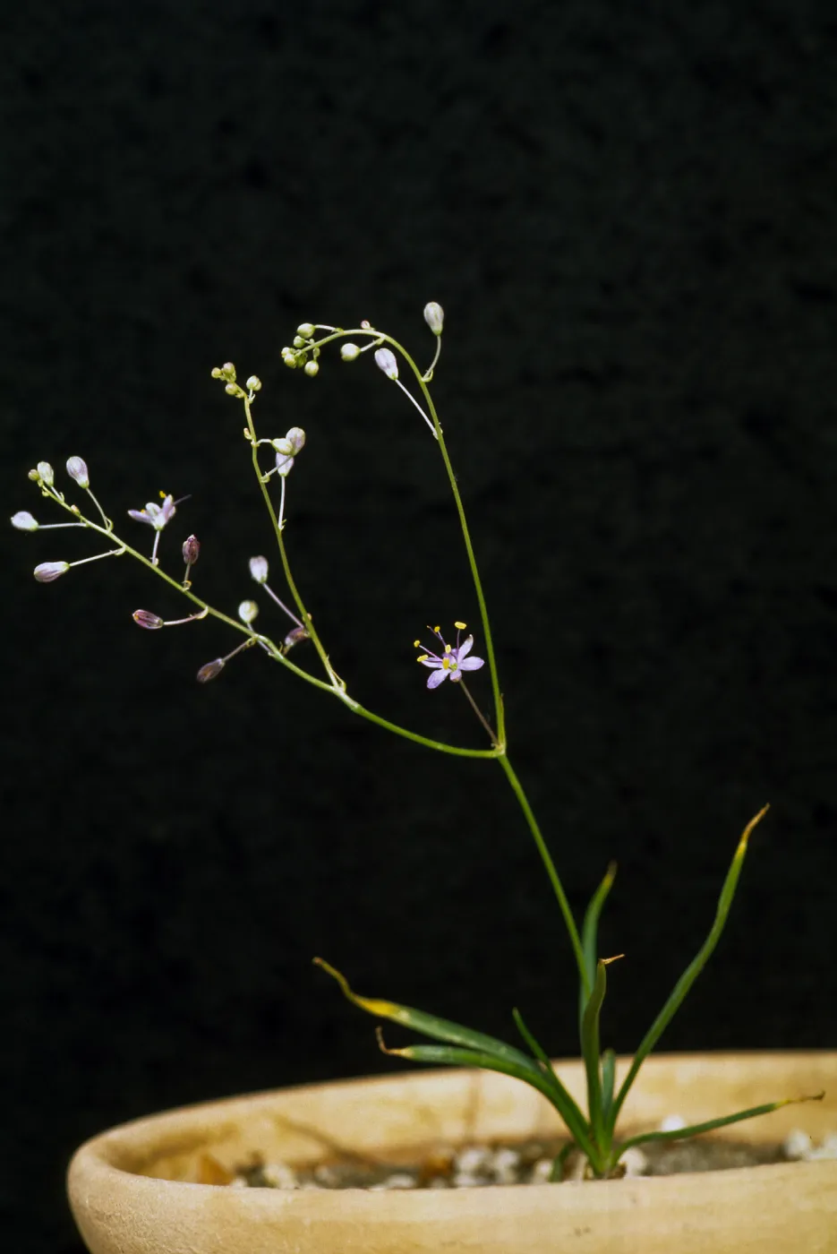 Chlorogalum purpureum Var. purpureum, cult. 