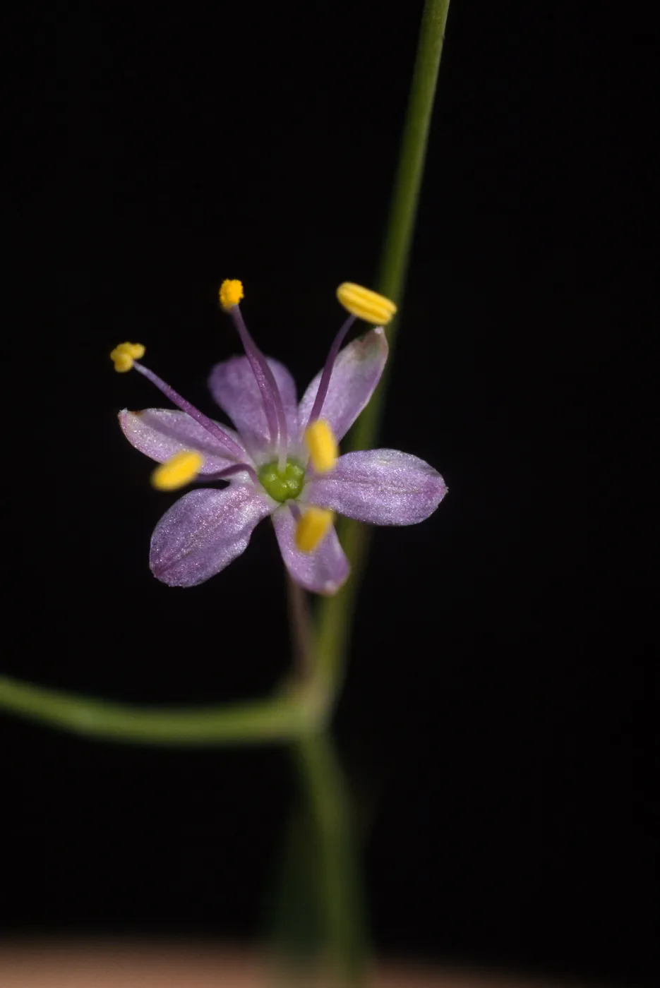Chlorogalum purpureum var. reductum, cultivar