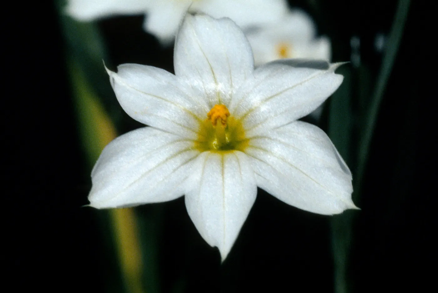 Sisyrinchium bellum (Alba), Starr Ranch; Bell Creek, junction of Leslie Love Trail, Orange County