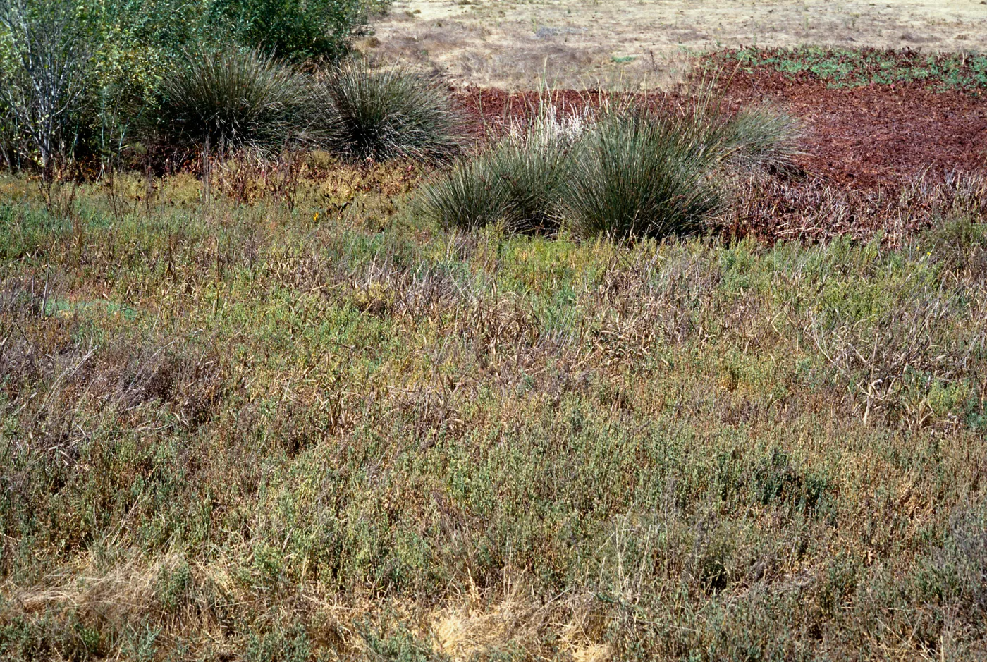 Juncus acutus ssp. leopoldii, Los Penasquitos Lagoon, North of Old Sorrento Valley Road, south of Carmel VAlley Rd. City of San Diego, San Diego County