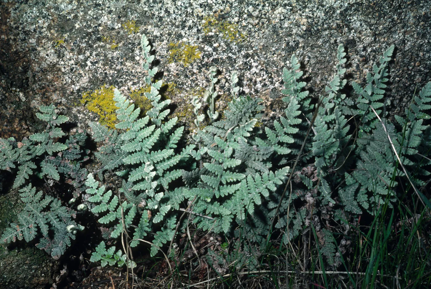 Pentagramma triangularis, South Coast Gavalin Hills near Riverside, Riverside County.