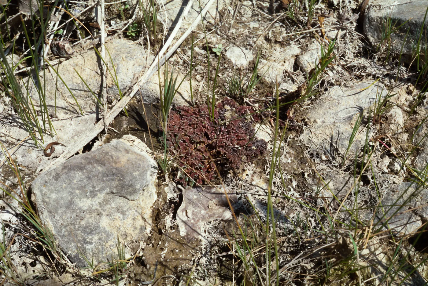 Azolla mexicana, Baja Calif., Mexico