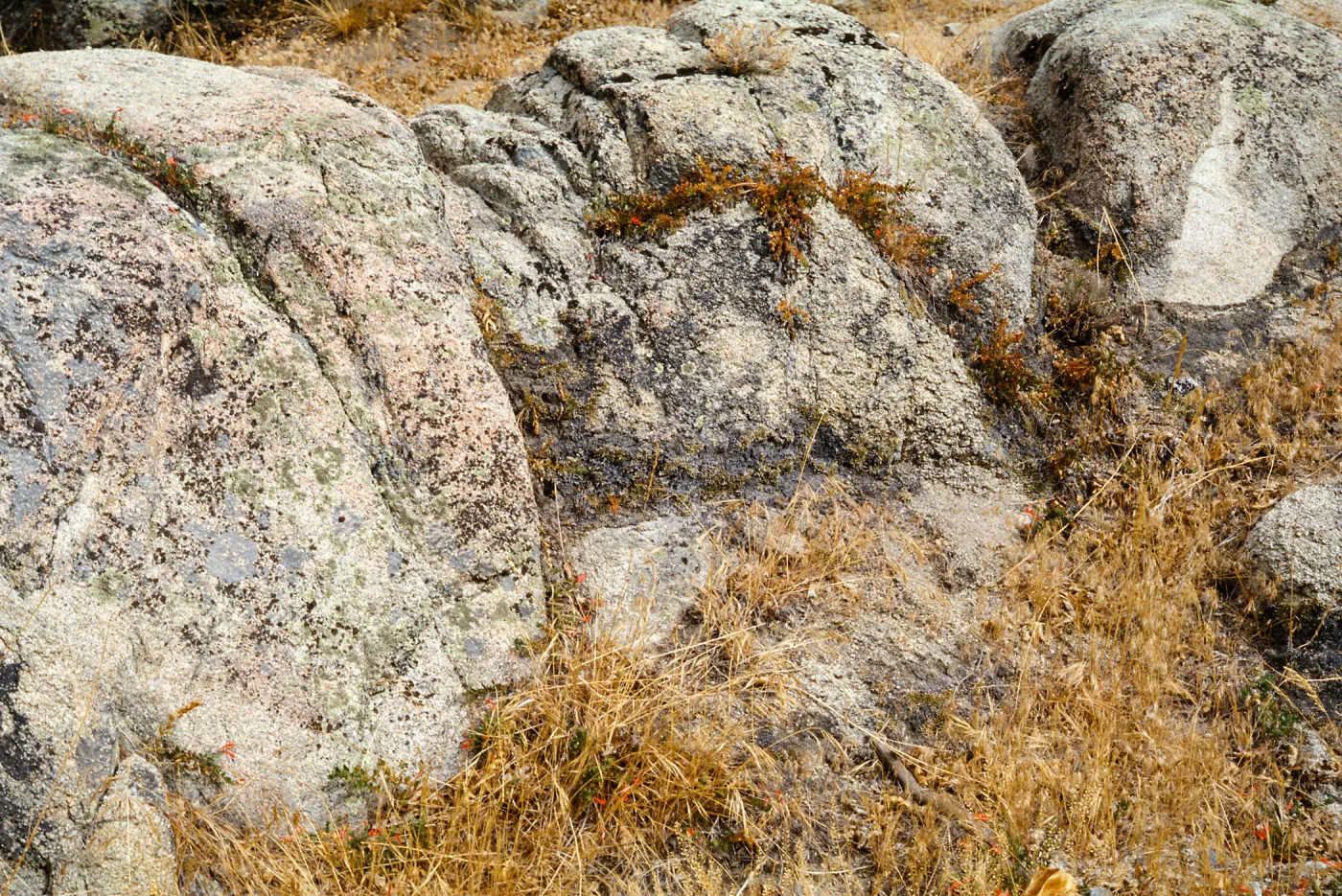 Selaginella asprella, San Bernardino Mtns, Running Springs, along Hwy 18, San Bernardino County