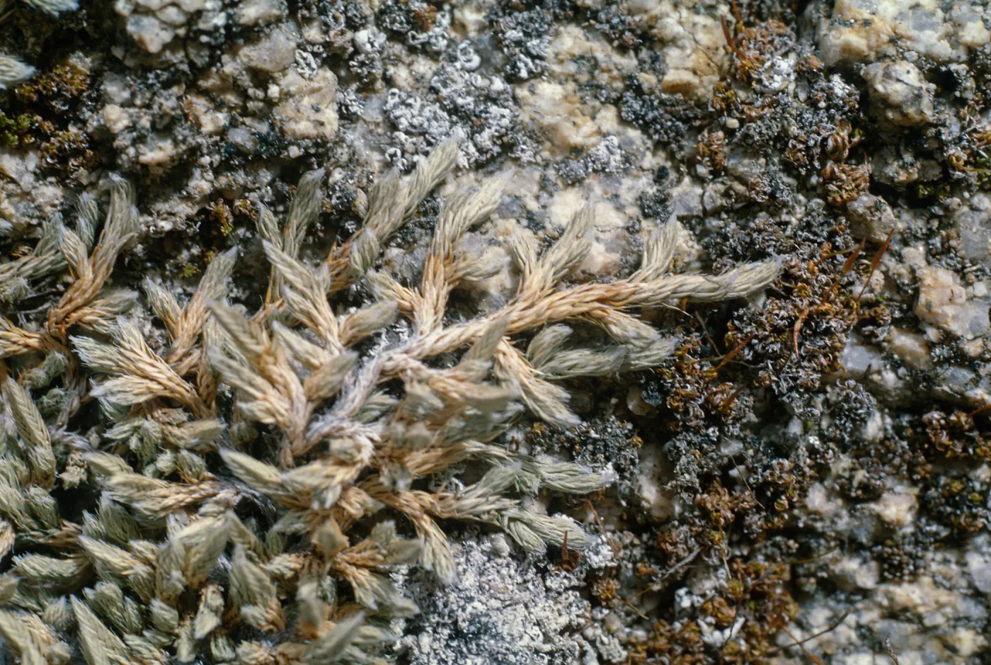 Selaginella asprella, San Bernardino Mtns, Running Springs, along Hwy 18, San Bernardino County
