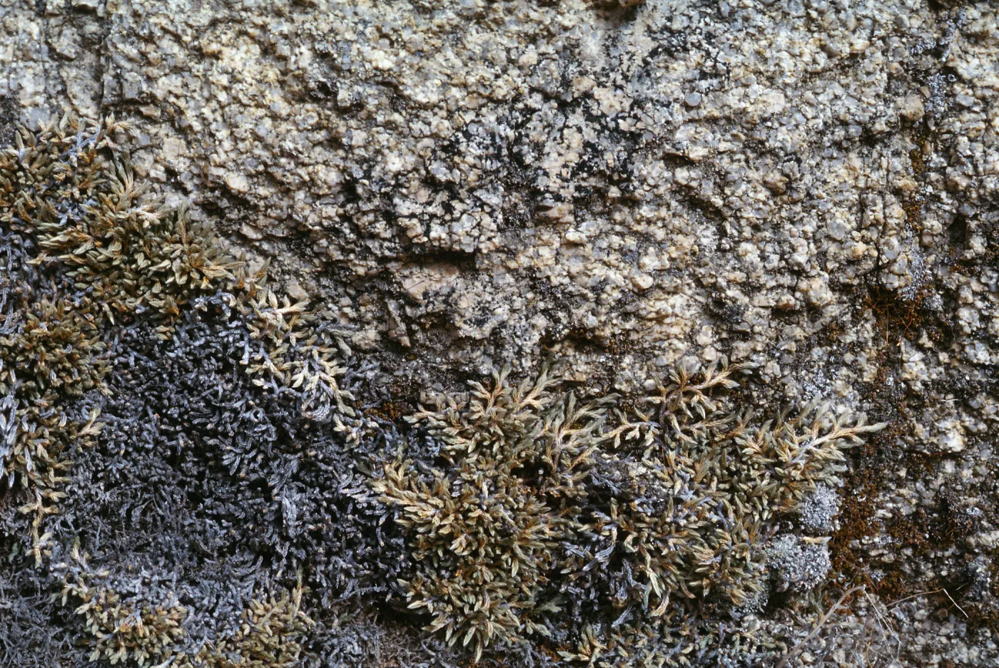 Selaginella asprella, San Bernardino Mountains, Running Springs, San Bernardino County