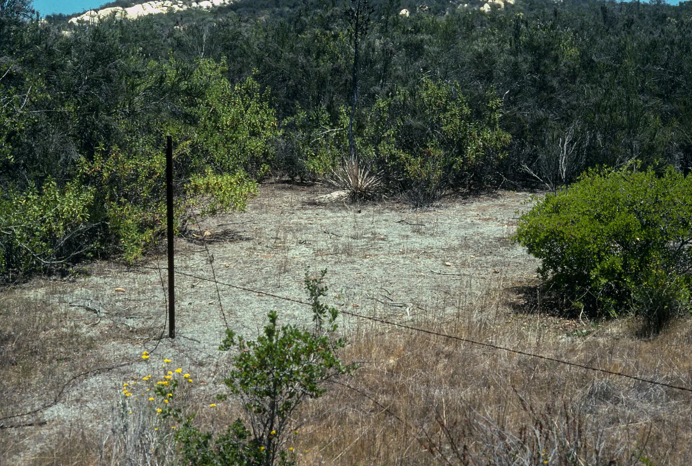 Selaginella cinerascens, Sycamore Canyon, Gordon Ranch, San Diego County