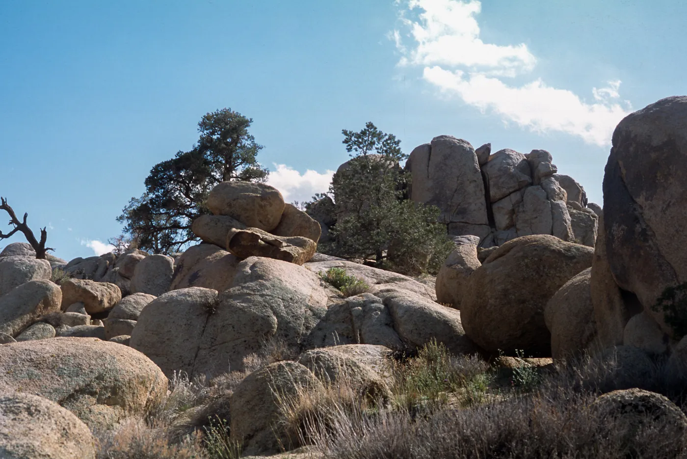 Pinus monophylla, Mojave Desert, UC Burns Pinyon Ridge Reserve, off Skyline Ranch Rd. ca. 2 miles (air) ESE of Pinoneertown, 1.5 mi. (air) NW of Yucca Valley 