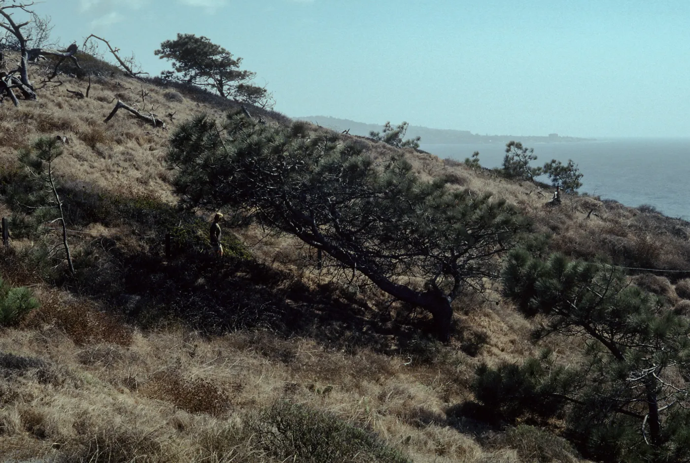 Pinus torreyana, Torrey Pines State Beach, San Diego County