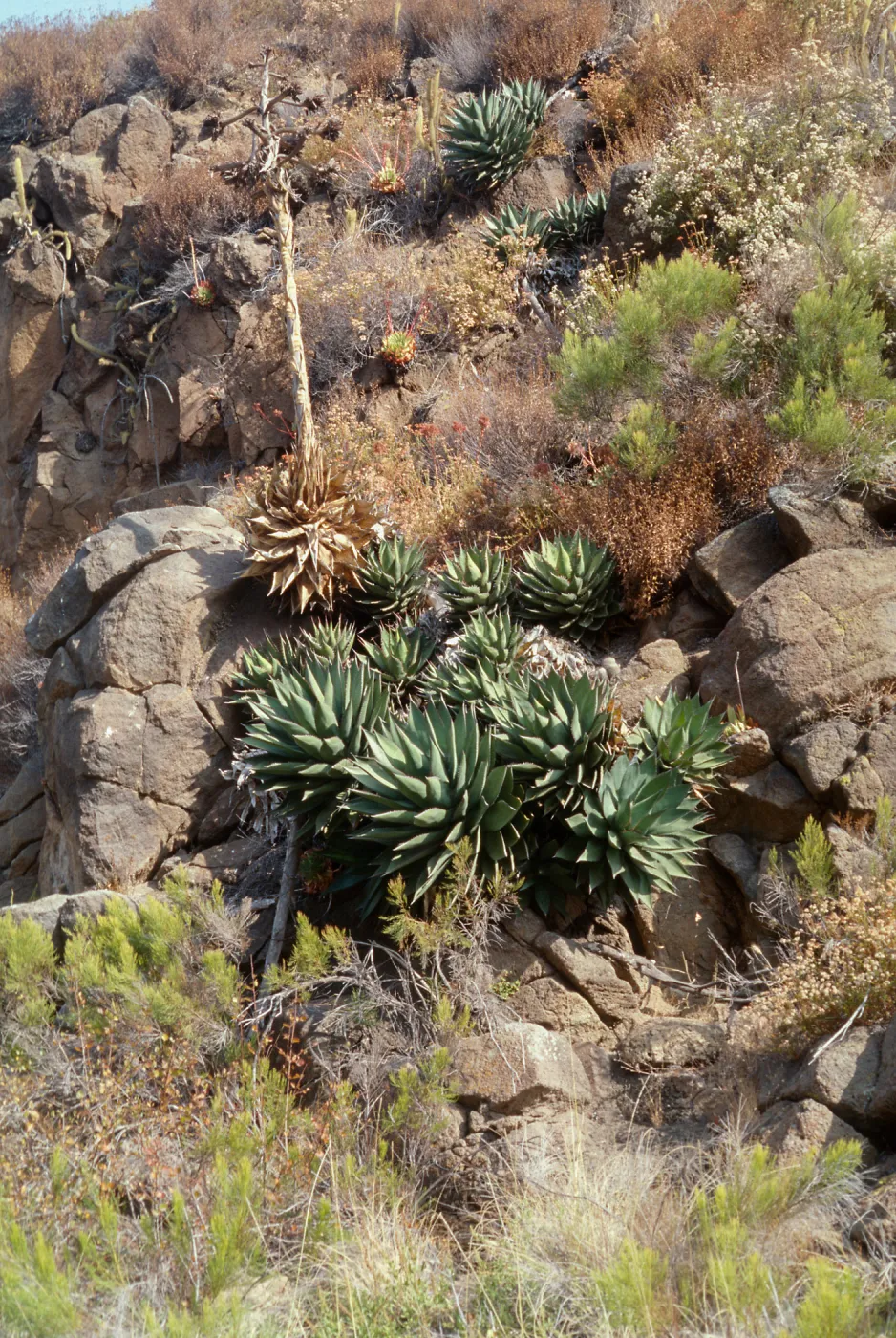 Agave shawii, Mexico, Baja California, Northwestern Coast: Arroyo Jatay, from Hwy 1 crossing upstream ca. 1.5 miles, inland from Bajamar near site of Jatay., 32.0266667 -116.8577778, 75 - 100m