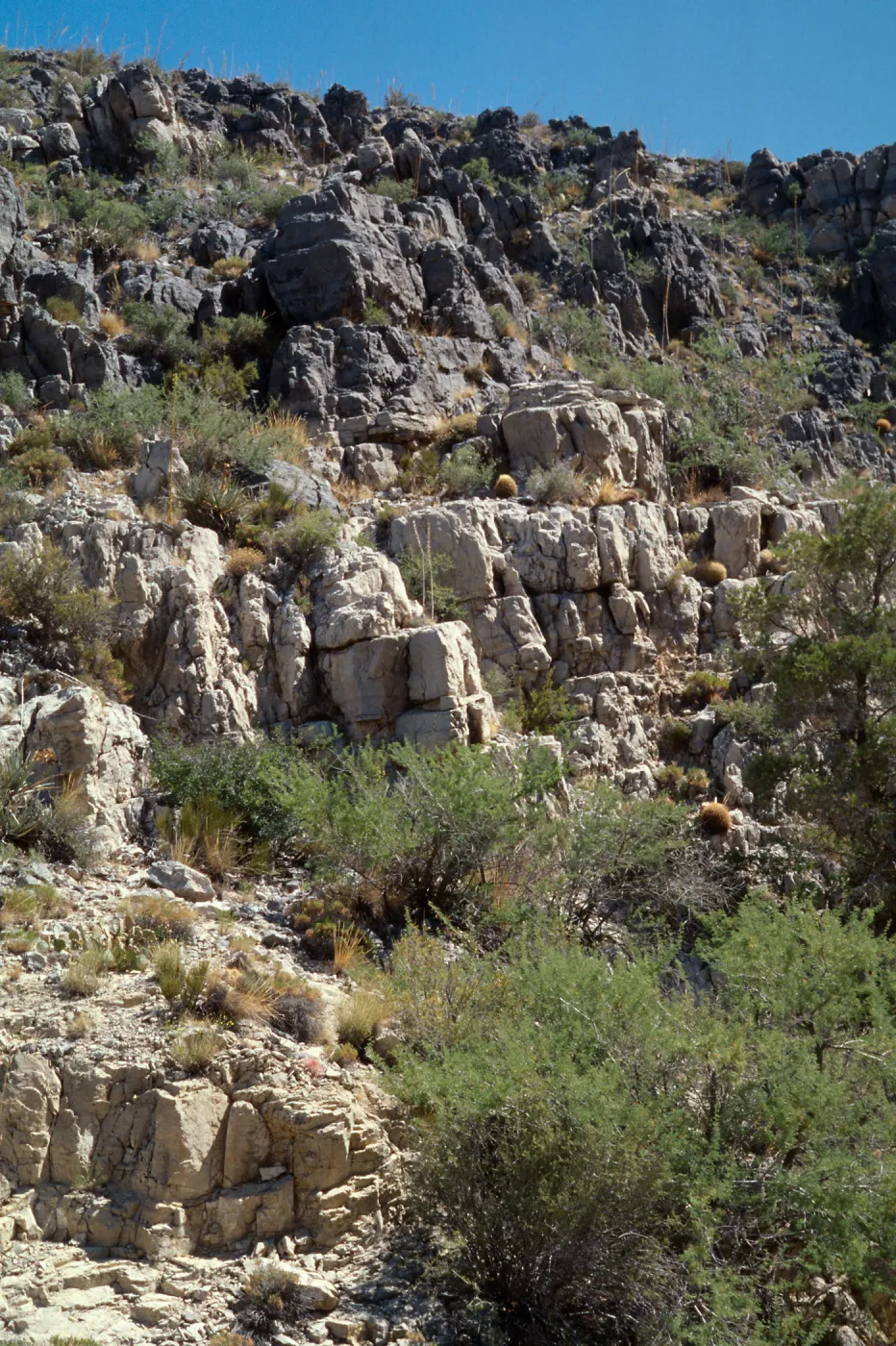 Agave utahensis var. nevadensis, Clark Mountain, San Bernardino, CA