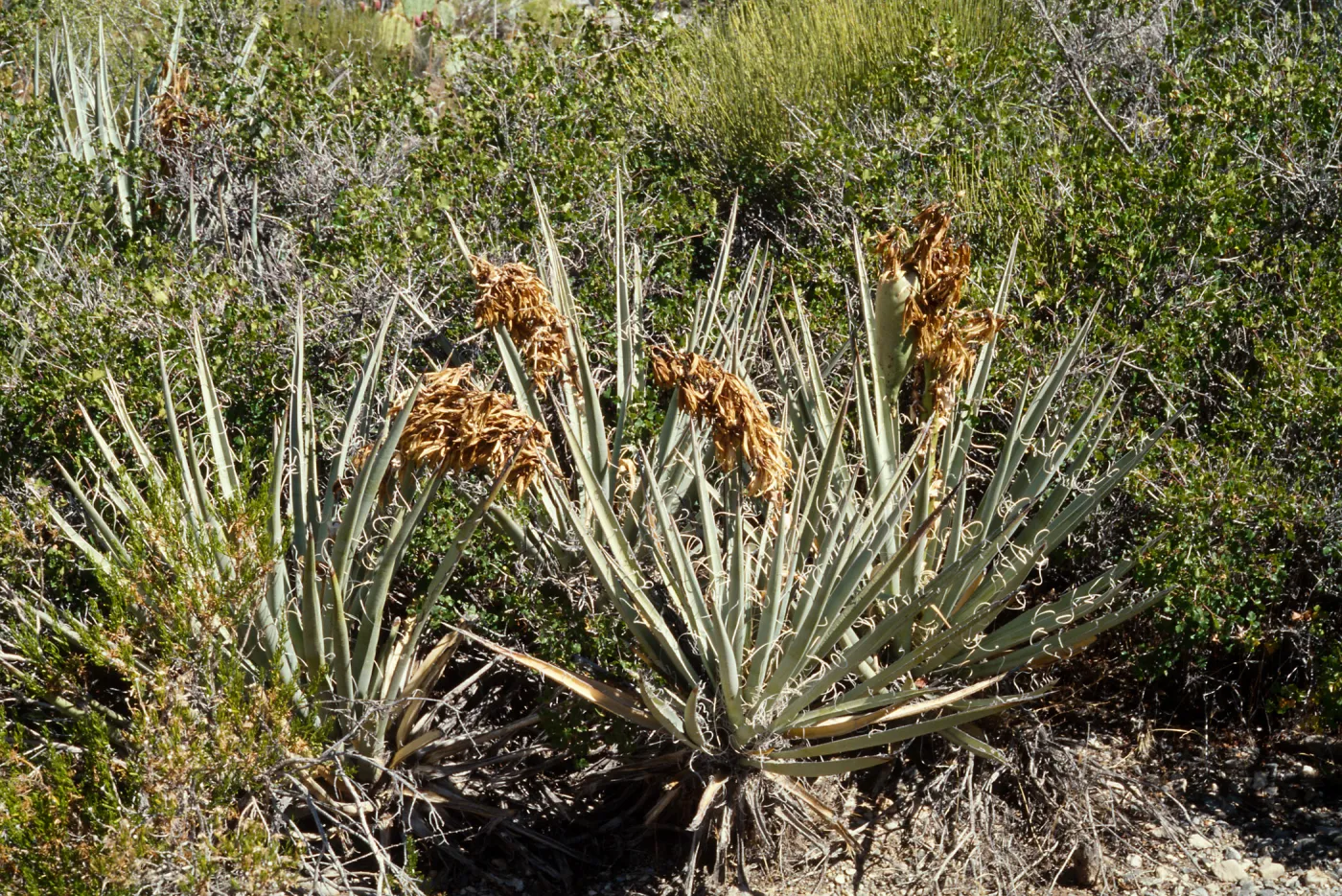 Yucca baccata , North of Clark Mountain, San Bernardino County.