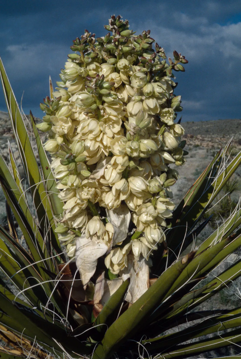 Yucca schidigera, 29 Palms , Mojave Desert, MCAGCC, Bullion Training Area, San Bernardino County