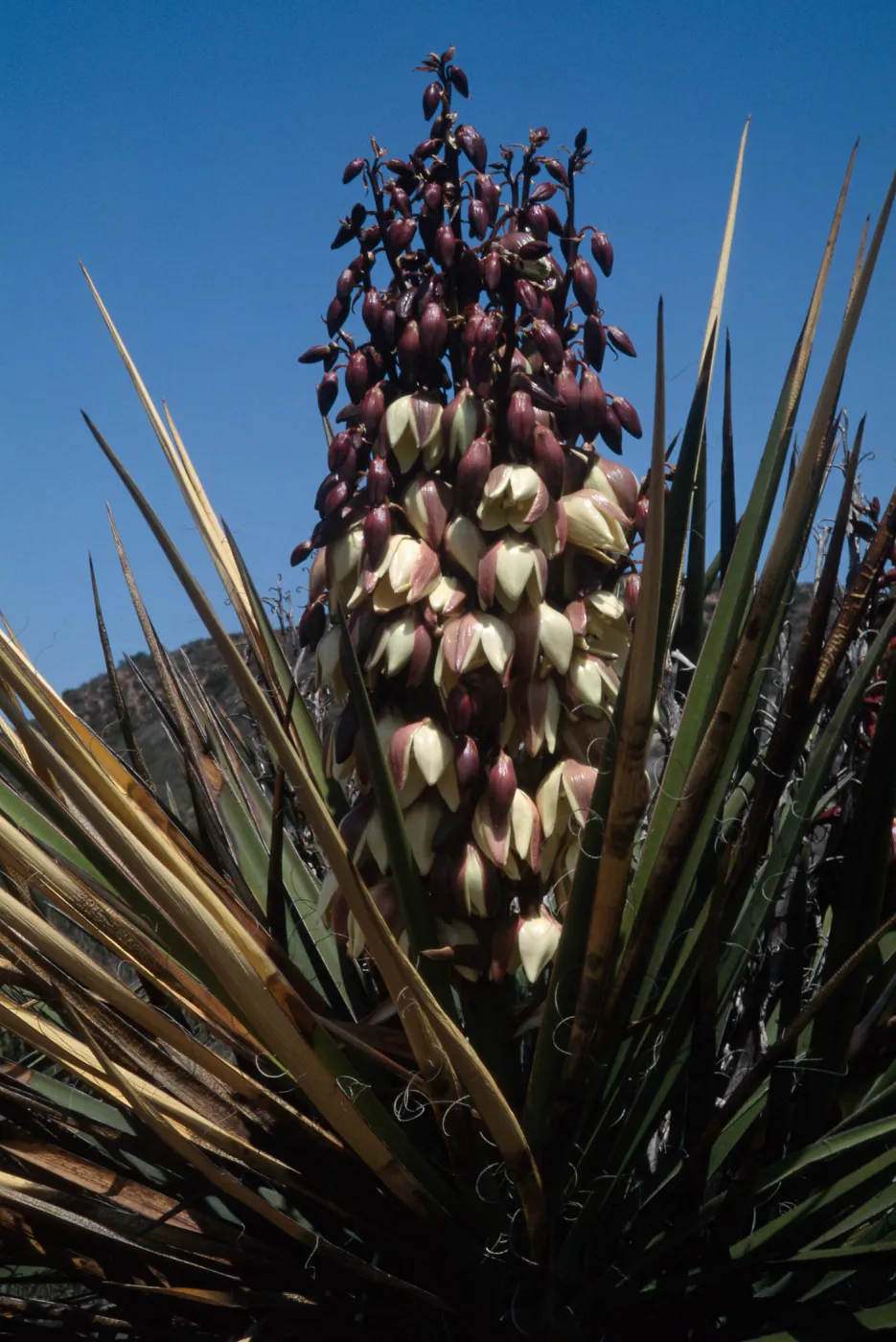Yucca schidigera, Otay Mesa, San Diago County