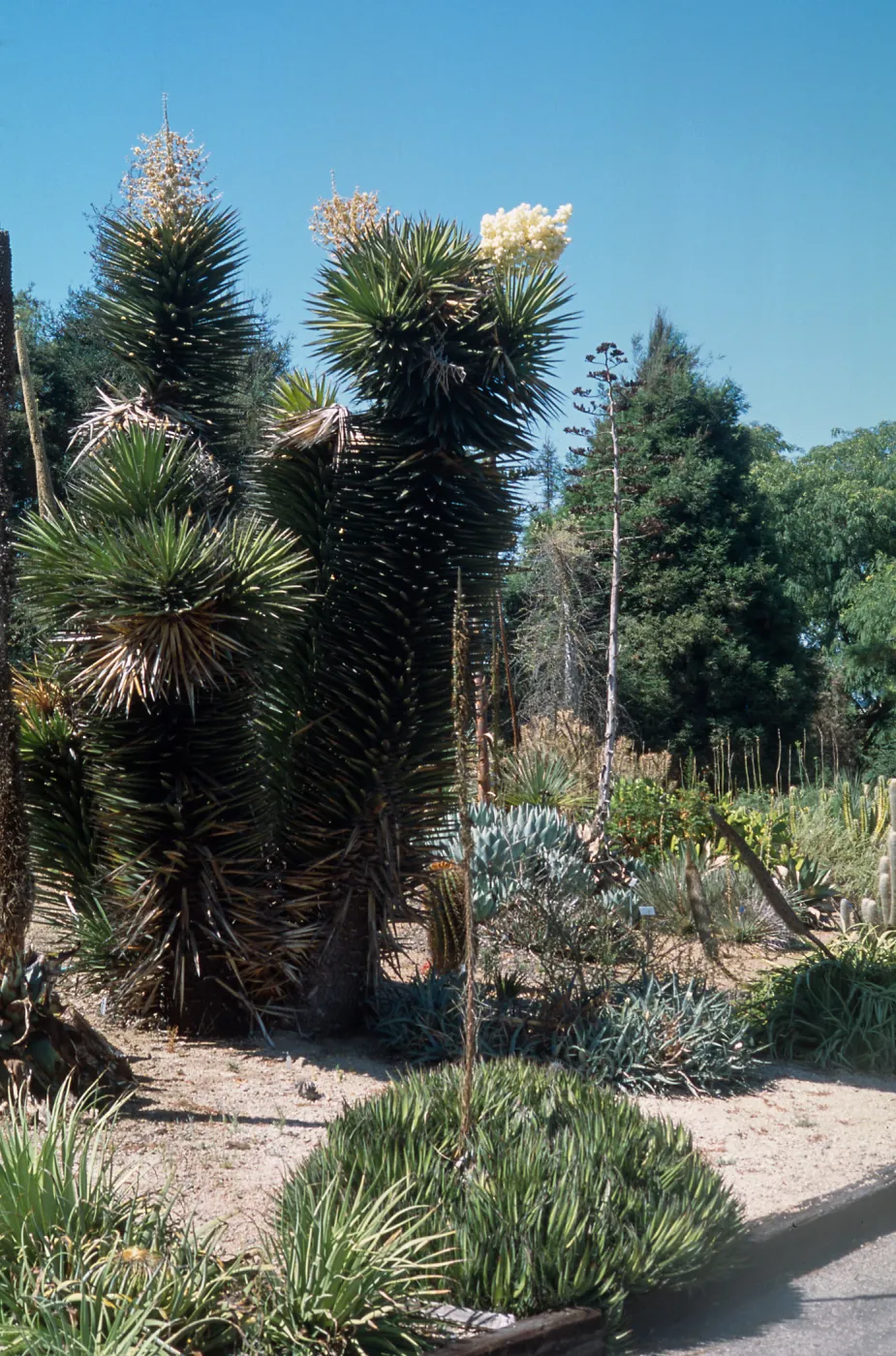 Yucca vallida cult. UCI