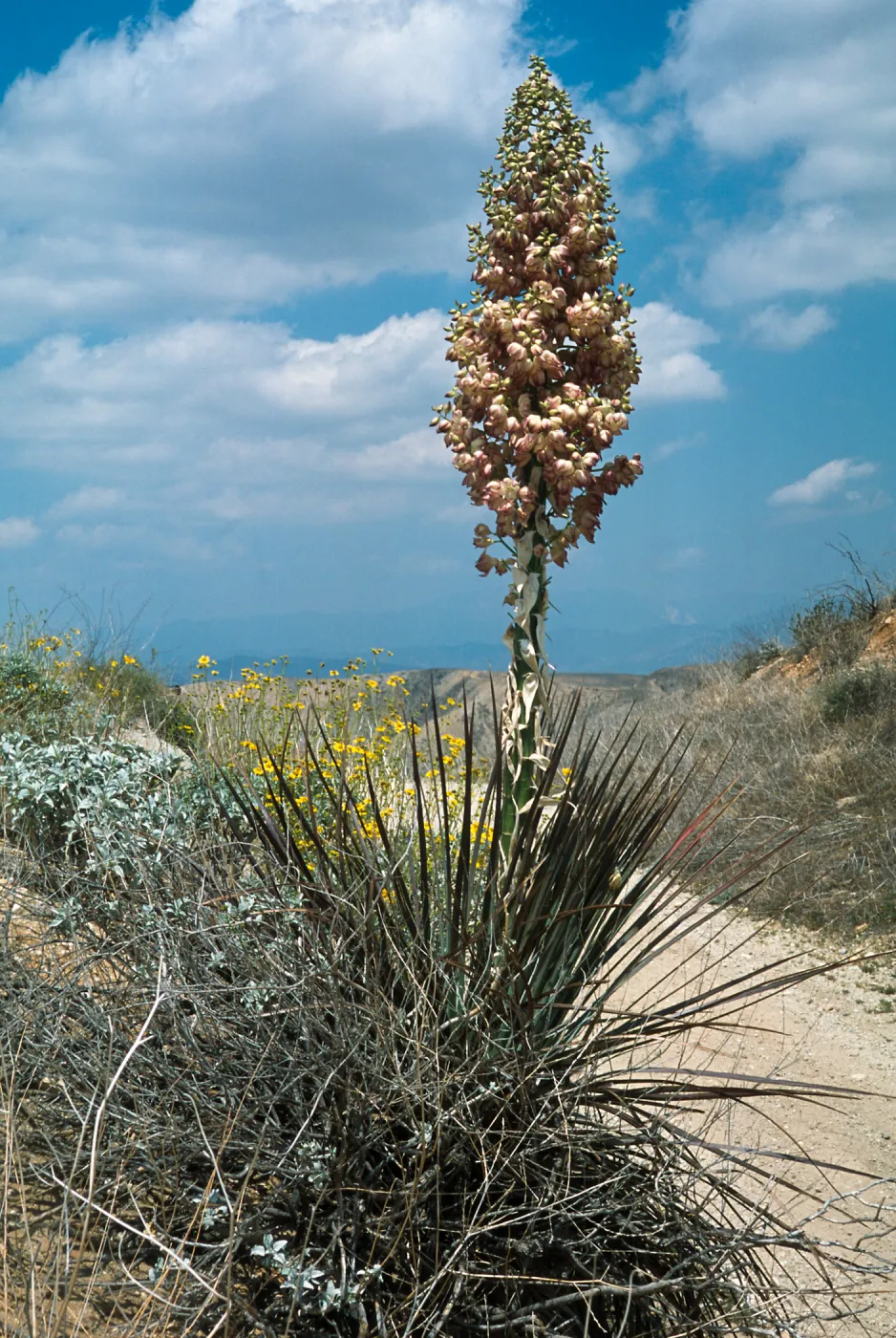 Yucca whipplei var. whipplei The Badlands: Laborde Canyon and adjacent slopes and side canyons, 1 mile east of Mt. Eden, SW of Beaumont. Riverside County