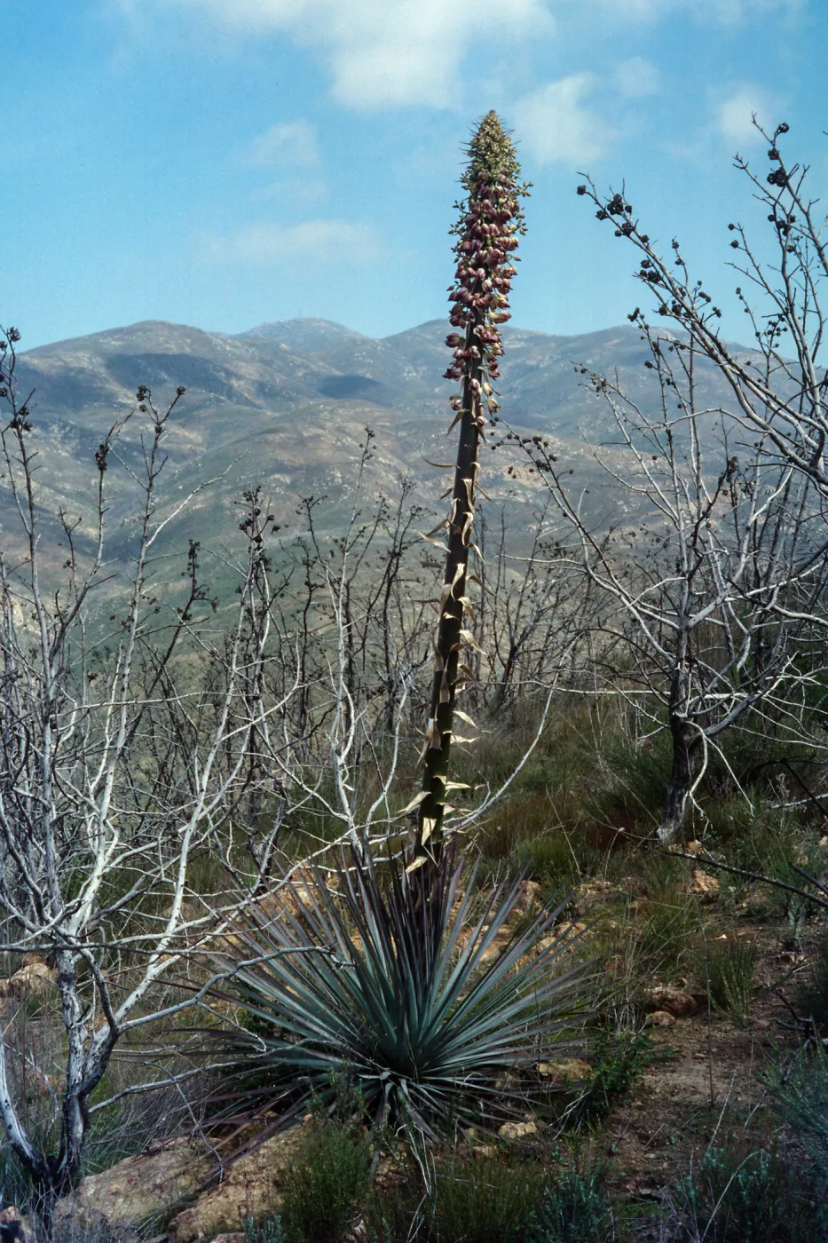 Yucca whipplei, Otay Mountain, West Otay, San Diego County